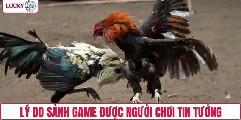 Lý do sảnh game đá gà được người chơi tin tưởng
