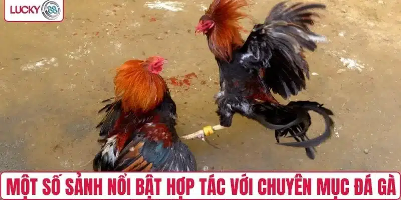 Một số sảnh nổi bật hợp tác với chuyên mục đá gà